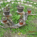 Ukrasni panjevi