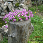 Ukrasni panjevi