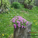 Ukrasni panjevi